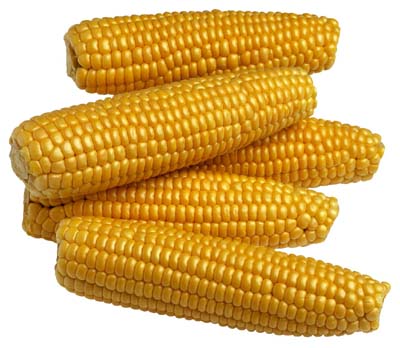corn-4