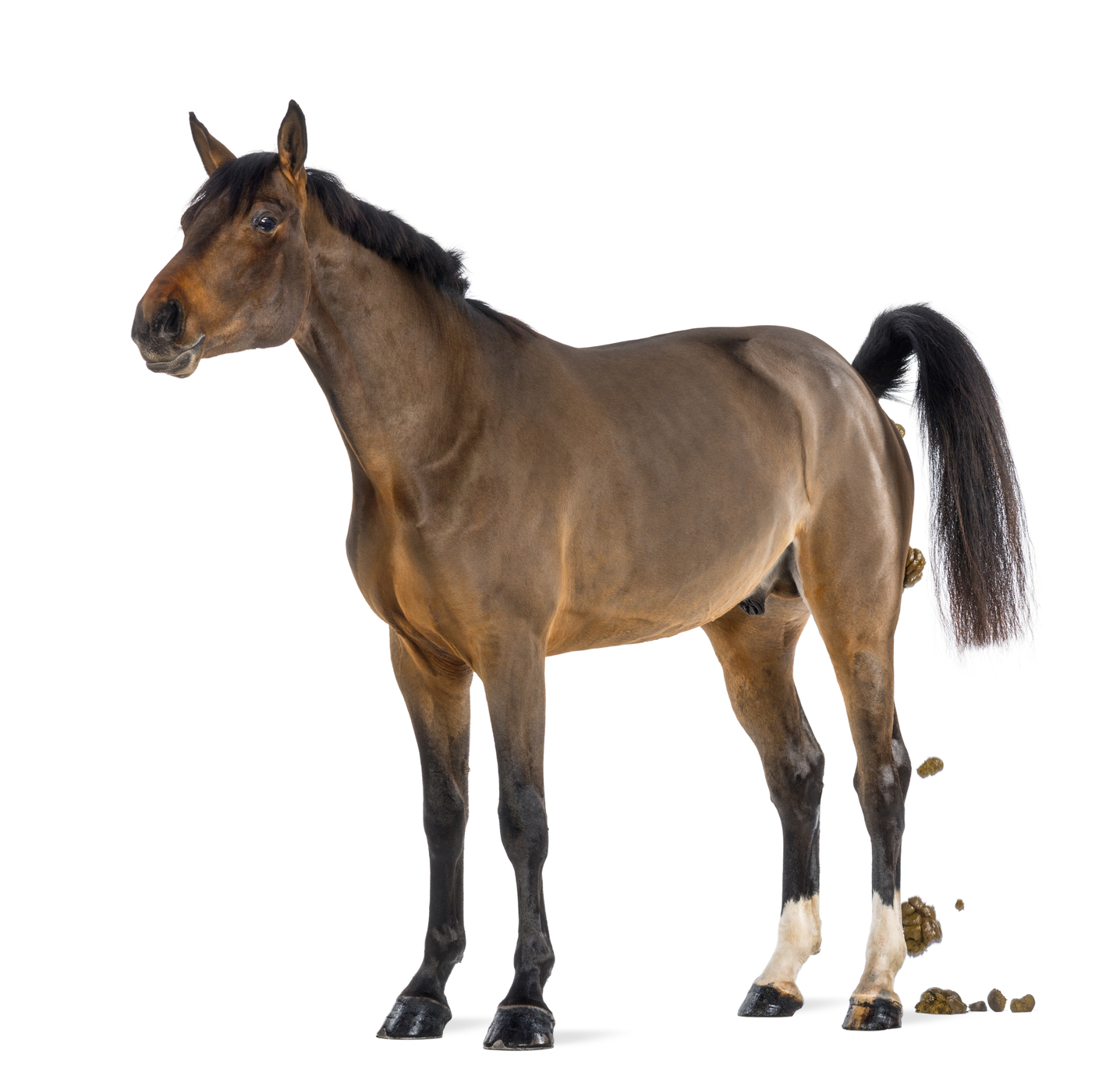 Male Belgian Warmblood, BWP, 3 years old, defecating against white background